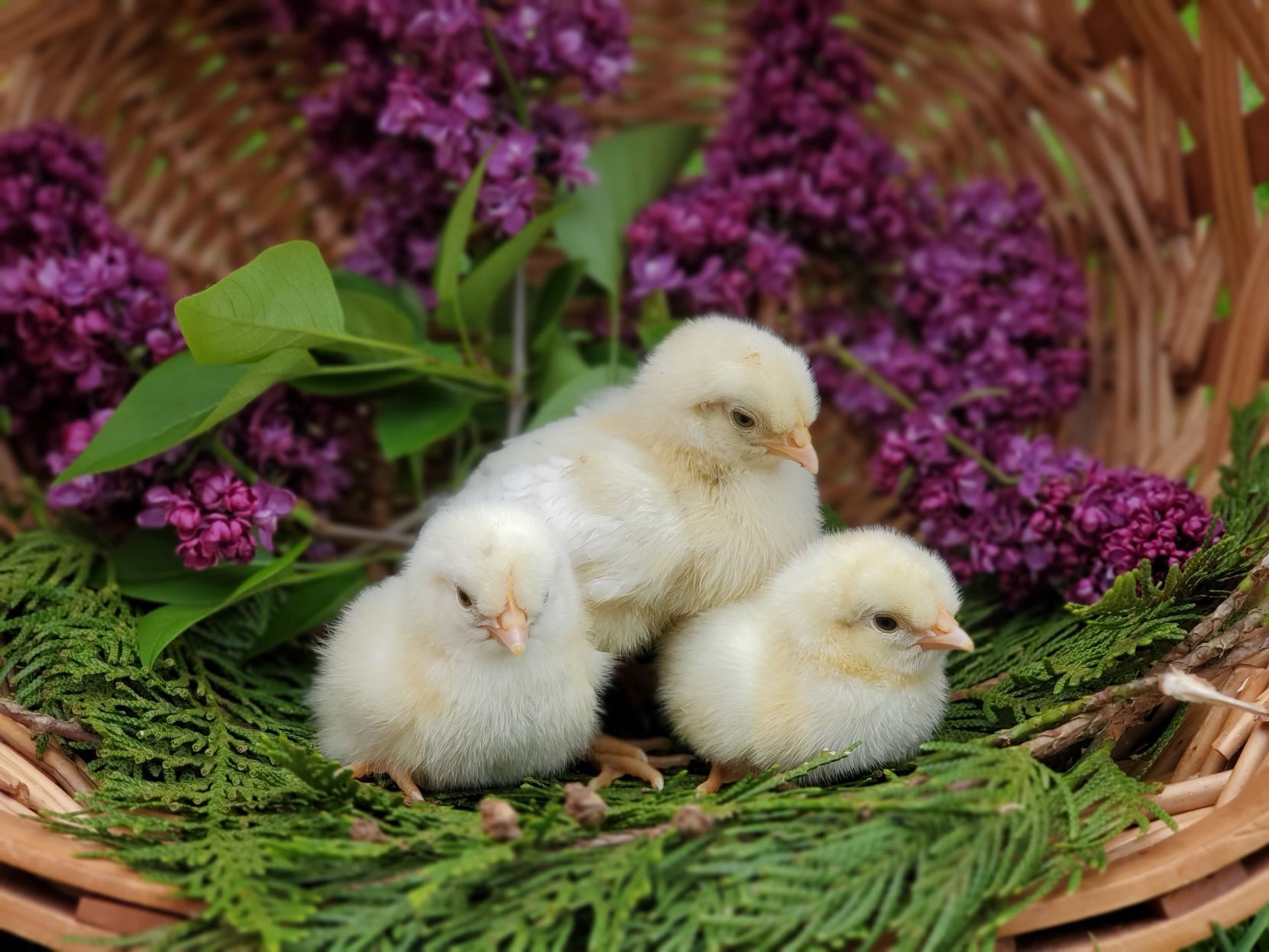 Cedar Spur Ranch chicks